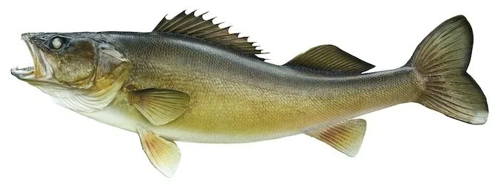 Walleye
